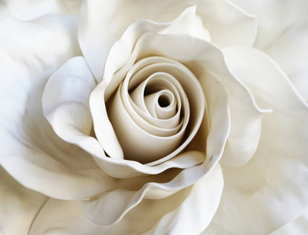 istock The artificial white roses flower 1466713097