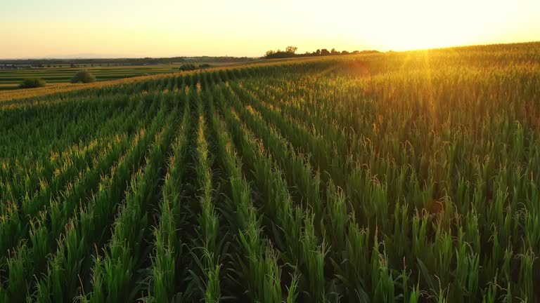 Drone point of view sunrise over idyllic green corn crop on farm