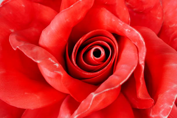 Close up of a flower