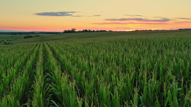Idyllic green corn crop on farm in tranquil countryside at sunrise