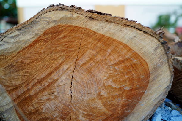 Close-up Forest Trees Logs in city