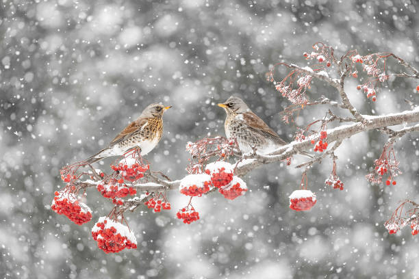 istock Two fieldfare on rowan tree under snowflakes (Turdus pilaris) 1466715266