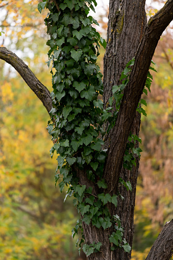 ivy plant on tree