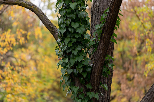 ivy plant on tree