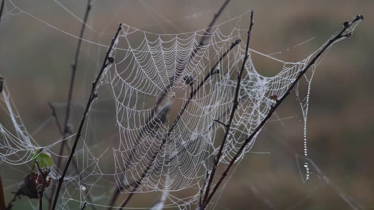 Dew on the spider web in the morning