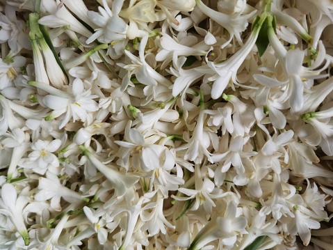 Piles of tuberose flowers, typical flowers of East Java, Indonesia, ready to be sold in the market