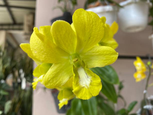 istock Orchid flower gradation yellow and green 1466716285