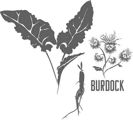 Burdock flower, leafs and root vector silhouette. Arctium lappa medicinal herbal outline. Great burdock button silhouette illustration for pharmaceuticals and cosmetology. Bardane, Beggar outlines.