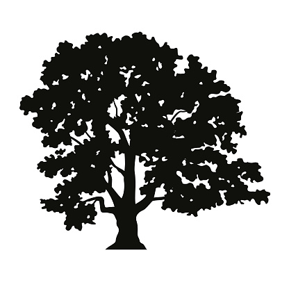 A black and white illustration of an oak tree