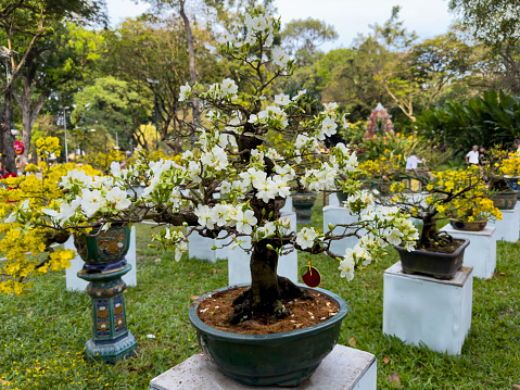 Apricot bonsai tree blooming in spring with white flowering branches curving create unique beauty of spring in Vietnam