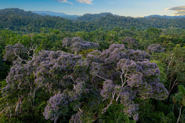 beautiful nature background of a tropical forest: close up of a flowering arenillo tree with purple flowers that is growing between the green leaves of many other tree species - 3666 imagens e fotografias de stock