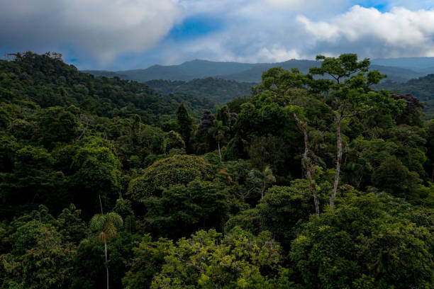vue aérienne d’une forêt tropicale : beau fond avec un grand arbre fleuri en jaune dépassant la canopée au loin - park tree landscape botany photos et images de collection