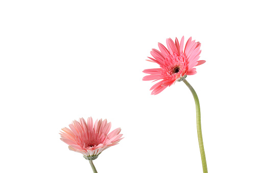 A pair of beautiful pink Gerbera daisies in a Cape Cod garden.