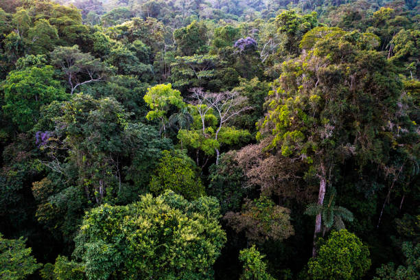 istock Tropical forest canopy, a tree without leaves looking dead alongside the many evergreen trees in a tropical rainforst: nature background 1466731037
