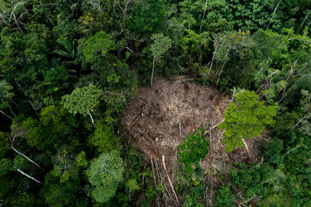 istock A patch of tropical forest has been logged and cut down to make place for a chakra, a small scale agriculture field 1466731161