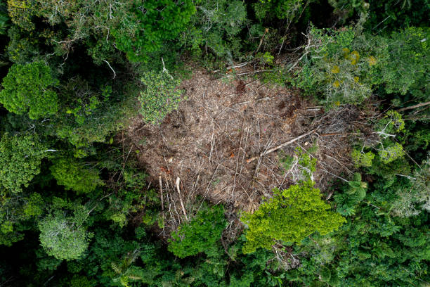 istock Moving towards the cut down trees of a patch of tropical forest that has been deforestated 1466731429