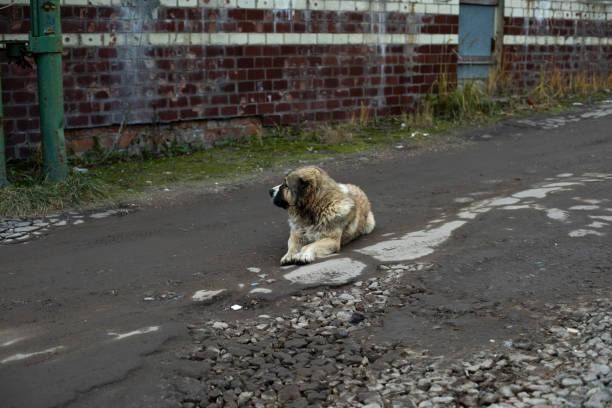 istock Dog lying on road. Homeless pet. 1466732094