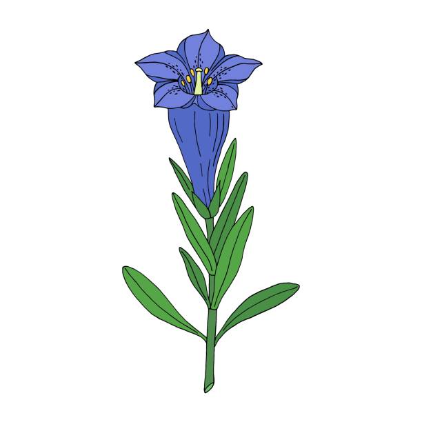 ilustraciones, imágenes clip art, dibujos animados e iconos de stock de flor genciana. flor silvestre montain. boceto dibujado a mano. dibujo vectorial aislado sobre fondo blanco. - bavaria austria blue celebration