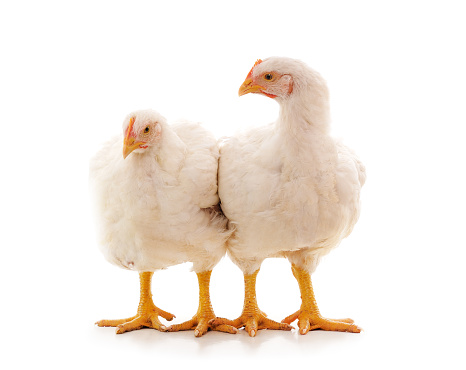 Two white chickens isolated on white background.