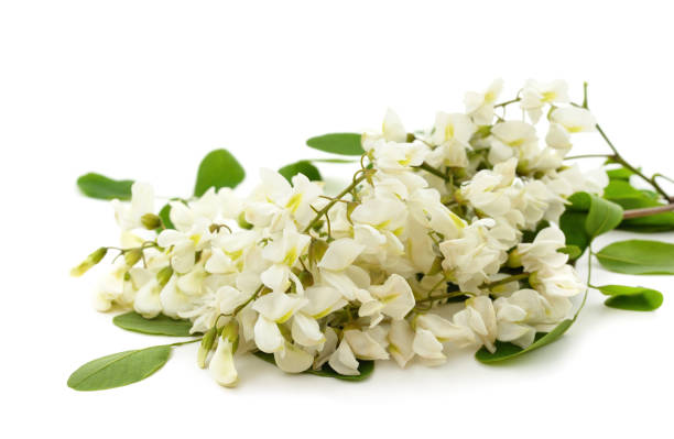istock White acacia with leaves. 1466734351