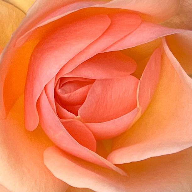 istock Macro shot of an orange rose blossom 1466734658