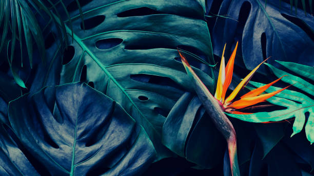 istock Tropical exotic flower on blue leaf background 1466734863