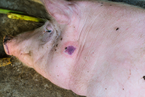 Close-up photo of a pig with Swine erysipelas