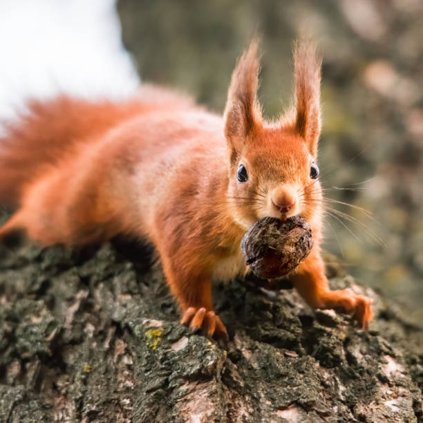 istock A wild squirrel captured in a cold sunny autumn day, funny cute squirrel is on the tree in autumn park. Colorful nature, fall season concept 1466738552