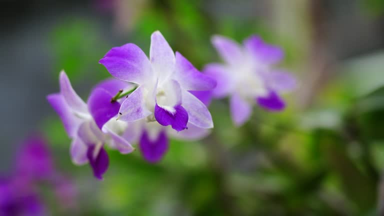 Beautiful purple orchid