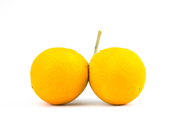 Homegrown Mandarin Oranges or Tangerines on White Background.