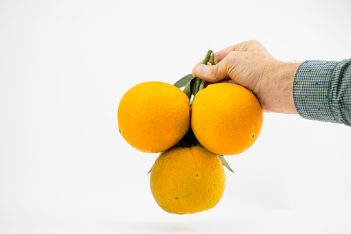 Senior Man Holding Homegrown Mandarin Oranges in Hand on White Background.