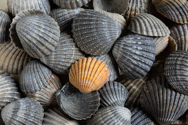 Seashells of different colors