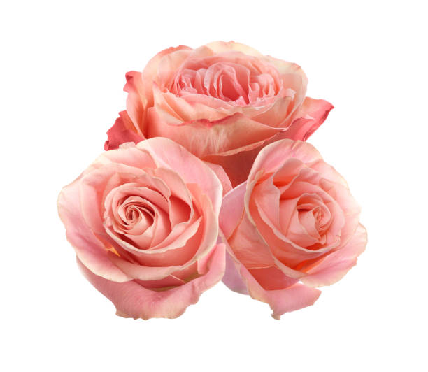 istock Beautiful aromatic pink roses on white background 1466741492