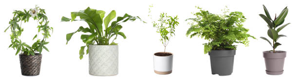 istock Set with different beautiful plants on white background. Banner design 1466741493