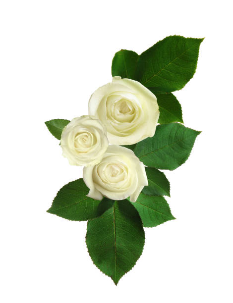 istock Beautiful roses with green leaves on white background 1466741589
