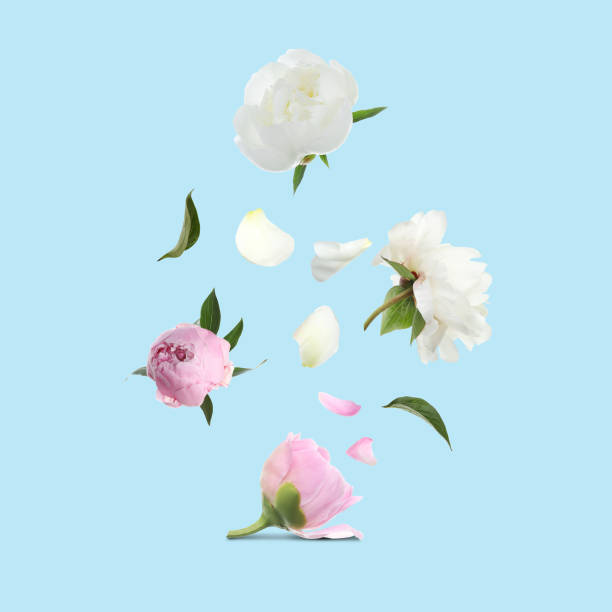 istock Beautiful peony flowers flying on turquoise background 1466741592