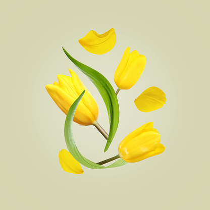 Beautiful yellow tulips flying on light background
