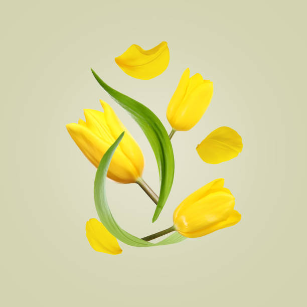 Beautiful yellow tulips flying on light background Beautiful yellow tulips flying on light background tulip petals stock pictures, royalty-free photos & images