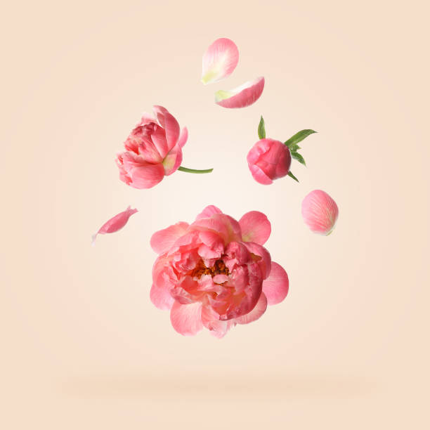 istock Beautiful peony flowers flying on pink background 1466741681