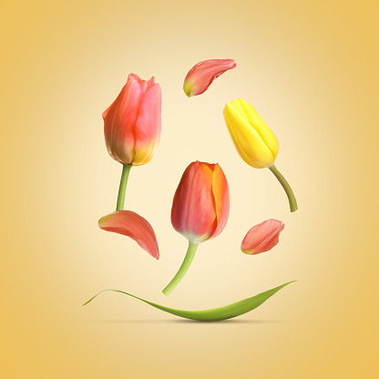 Beautiful spring tulips flying on yellow background