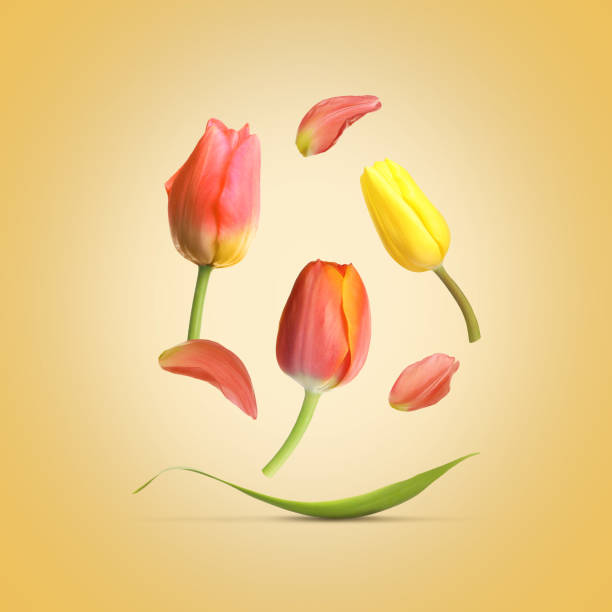 Beautiful spring tulips flying on yellow background Beautiful spring tulips flying on yellow background tulip petals stock pictures, royalty-free photos & images