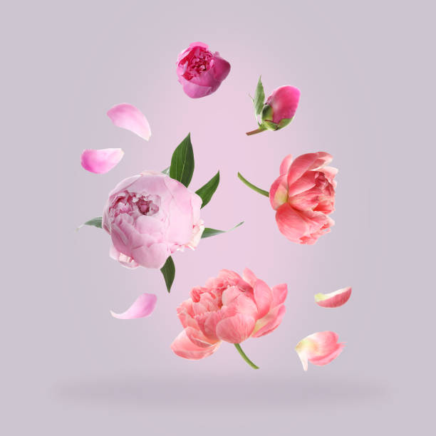 istock Beautiful peony flowers flying on light background 1466741804
