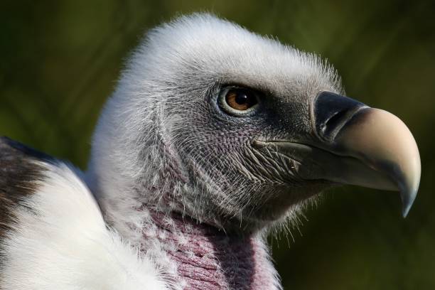 istock Eurasian Griffon Vulture 1466743215