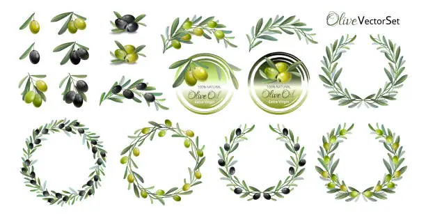 Vector illustration of Large set of green and black olives. Olive branches, wreaths and labels.