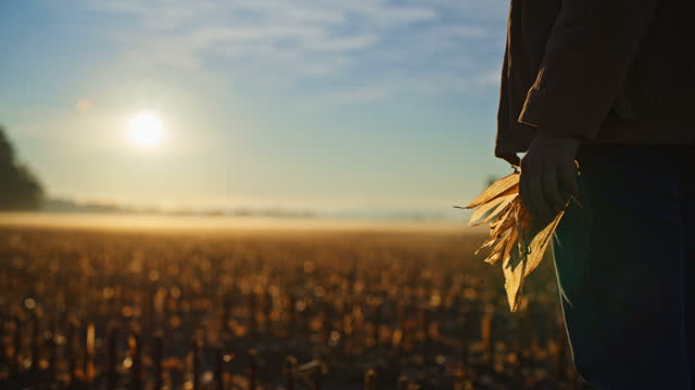 Close up farmer holding harvested corn in crop at sunrise