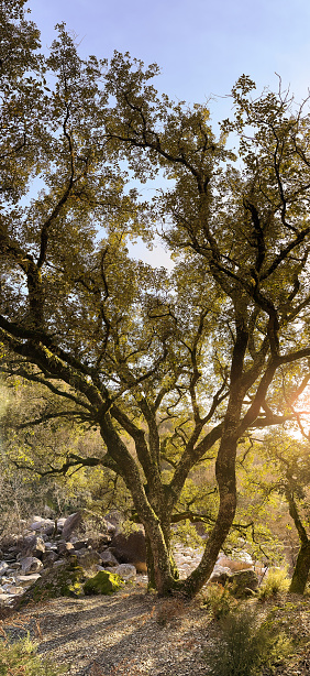 Old oak tree during sunset at Salamonde, in Gerês National Park, Portugal.