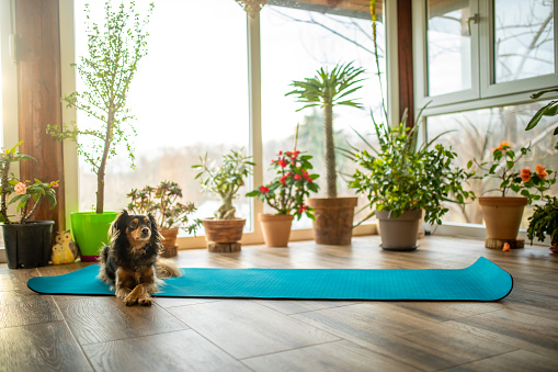 Terrace prepared for yoga and exercise. Beautiful light, mat on the floor and home garden with potted plants in the background and cute dog who is lying on mat