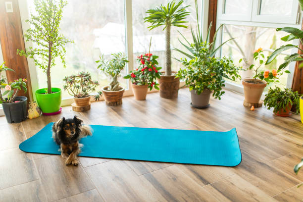 istock Everything ready for yoga on patio at home. Dog is waiting 1466744953