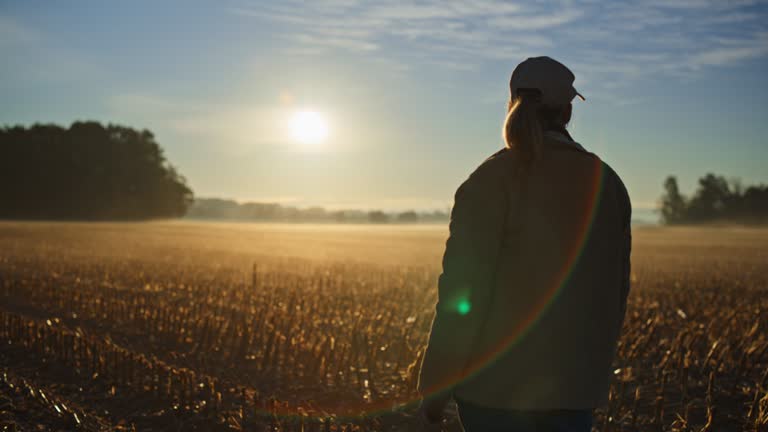 Female farmer inspecting harvested corn crop in sunrise field