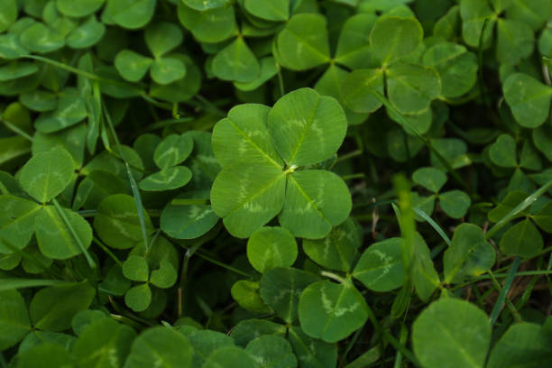 istock Beautiful bright green clover plants as background, closeup 1466746013